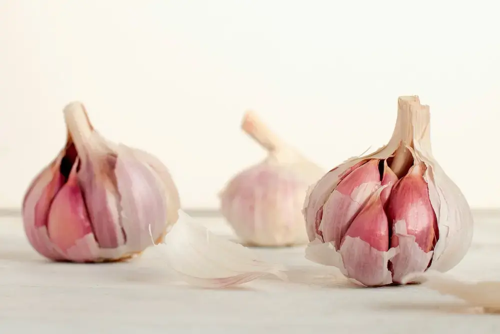 Garlic